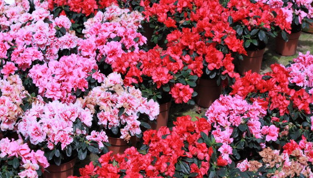 Cameron Highlands - Full Day Tour - Foto 4