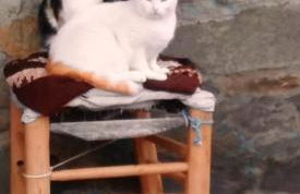 Cozy studio in Valencia de Alcántara 25 m² lovely garden - Foto 24