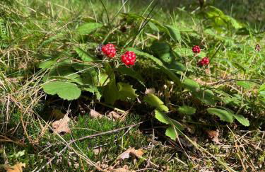 Camp Koose - Foto 18