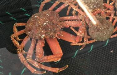 Vacances plages, mer, balades ou GR34 ! - Foto 34