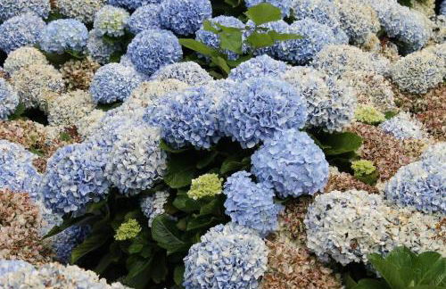 Casa das Palmeiras - Res. of Elizabete and Fatima - Foto 52