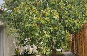 Les Treilles de Salies - Studio au calme - Foto 20