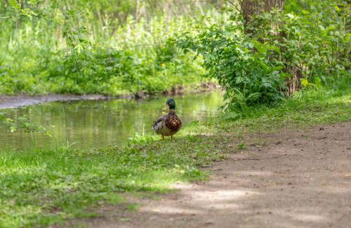 Alte Wassermuehle Hollebek - Foto 22
