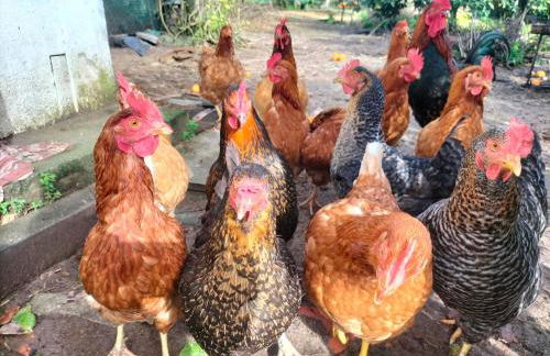 AFIFE "Porta da Alegria" - Foto 21