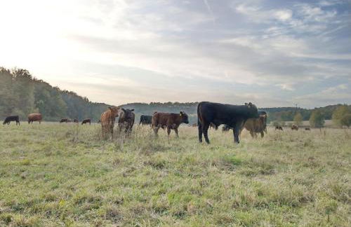 Wald-Apartment - Foto 35