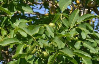 Il Rustico Vicopisano - Foto 13