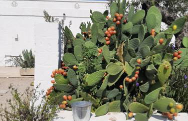 Masseria Fulcignano - Foto 11