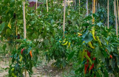 DH Epavlis - Photo 31