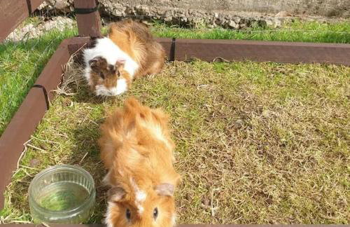 The Willow (Alton Towers, Animals, Peak District) - Foto 42