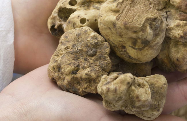 Food Tour of Istria - Photo 5