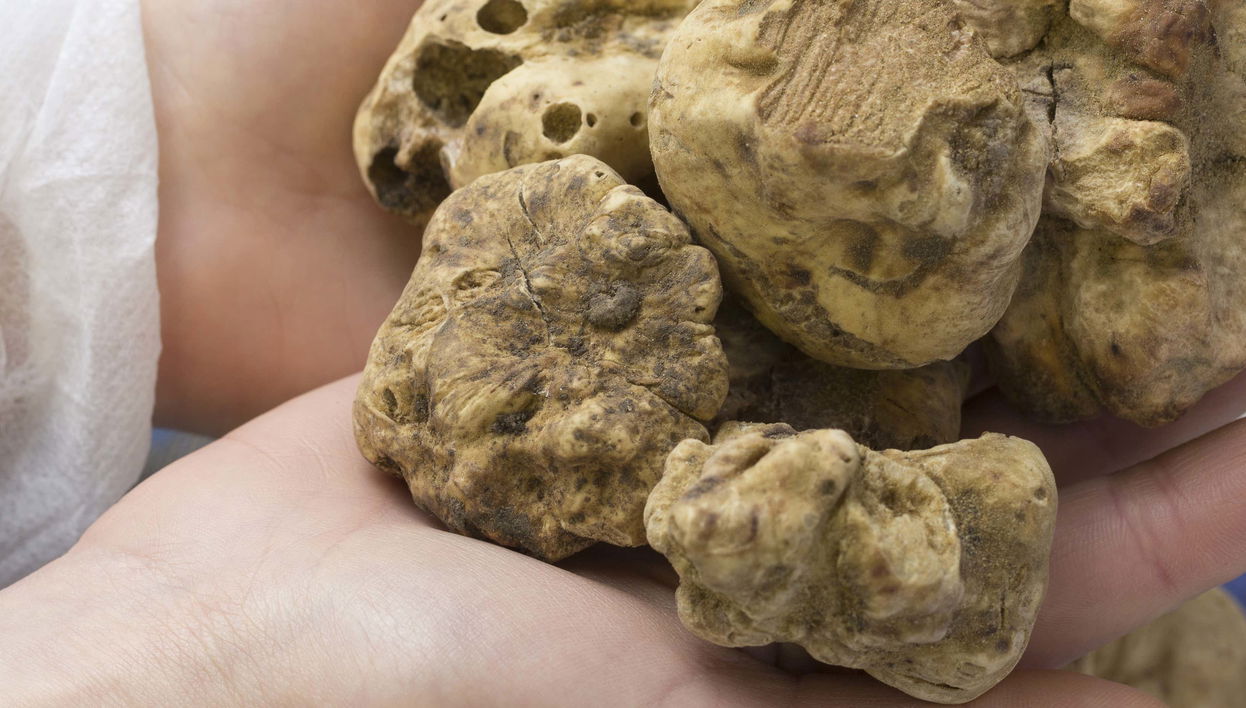 Tour gastronômico pela Ístria