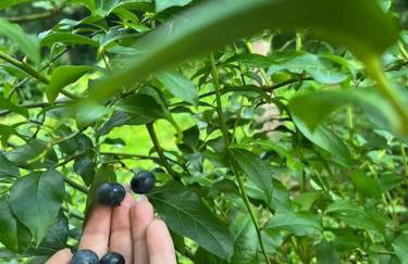 Chata pod lasem z balią i sauną - Foto 34