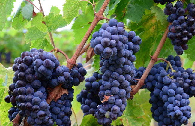 Tour in Lucignano - Photo 1