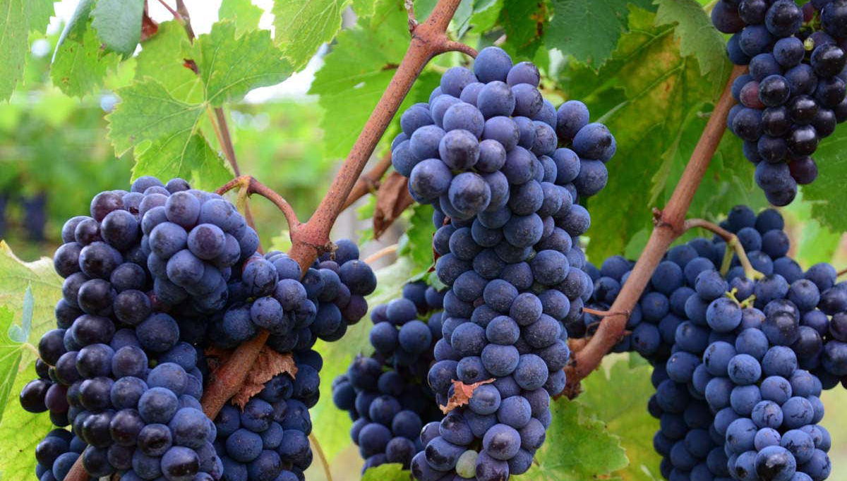 Tour in Lucignano - Foto 1