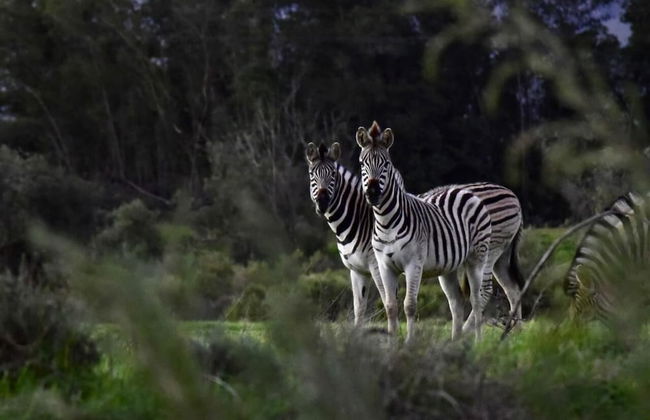 Mountain Cabin - Foto 51