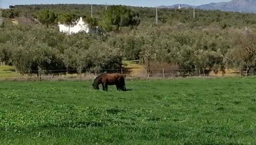 Finca Los Jacaros - Foto 5
