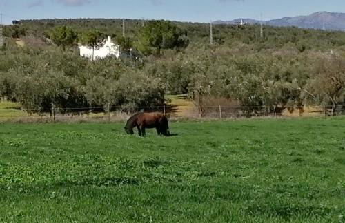 Finca Los Jacaros - Foto 5
