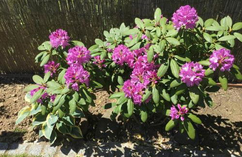 Ferienwohnungen Schellein - Foto 12