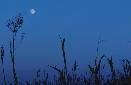 Haus Meerschilf - Foto 21