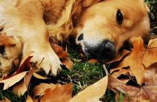 Ferme Pédagogique Bordeneuve - Foto 42