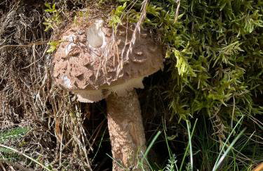 La Pastourelle en Lozère - Foto 41