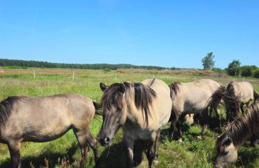 Gospodarstwo agroturystyczne ,, Pod Dębem'' - Foto 47