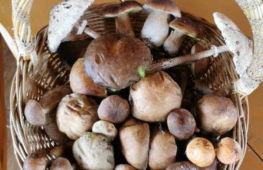 Serce Puszczy Wiartel - Foto 27