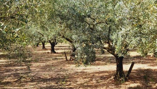 La Ferme des Oliviers - Foto 5