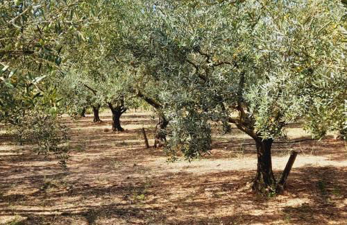 La Ferme des Oliviers - Foto 5
