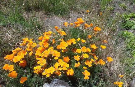 Casinha de Lamares - Foto 7