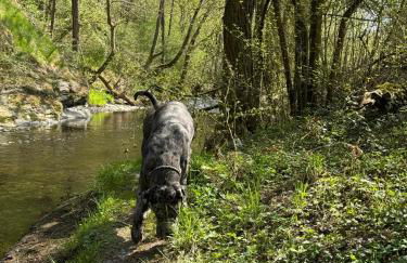 Hof zur Nette -Stilvoller Rückzugsort im Herzen des Maifelds - Foto 42