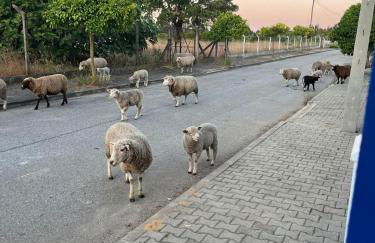 Villa Morena Saltwater Pool & Alentejo Charm - Foto 45