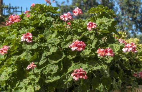 Prinos Apartments - Foto 26