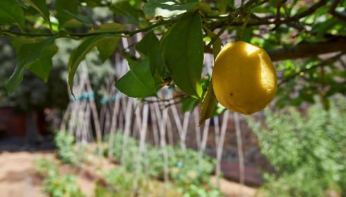 Mas Can Calet Aparthotel - Foto 5, Garden, Garden view