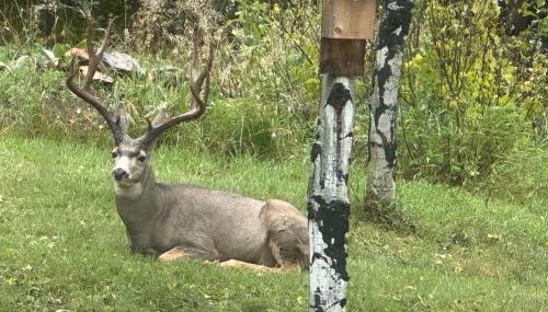 Modern barn by the creek - Foto 2