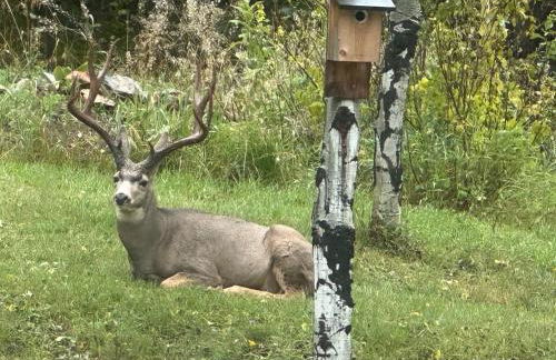 Modern barn by the creek - Foto 2
