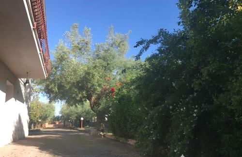 Tra gli ulivi - Foto 6