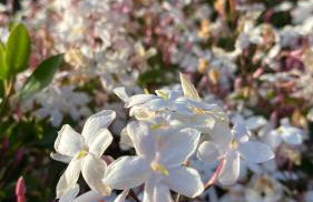 Agroturisme Son Cardaix - Foto 38