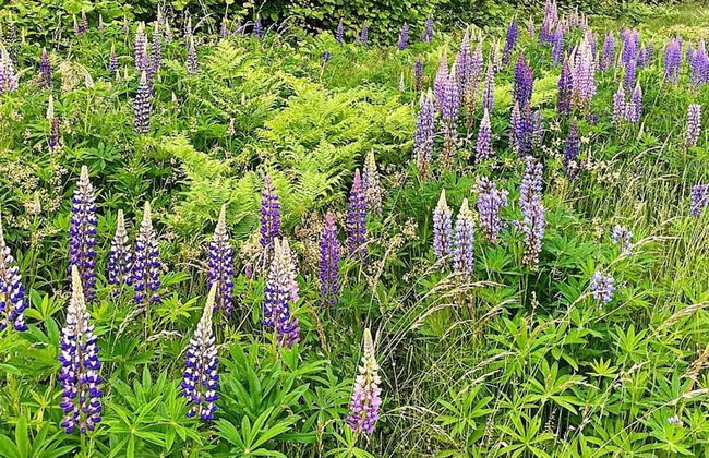 4 Person Holiday Home in Varmdo-by Traum - Photo 30