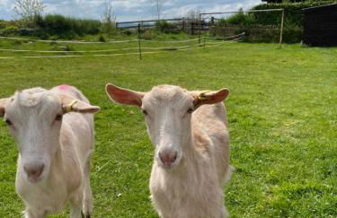 Rew Farm Country and Equestrian Accommodation - Sunset Lodge - Photo 35