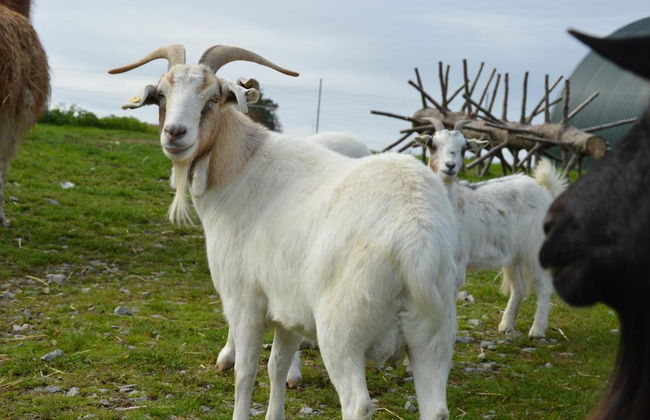 Schnatterhof - Photo 34