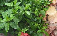 cabaña do rei - Foto 8