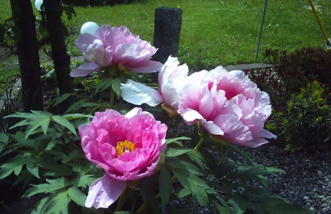 Holiday Apartment Kirchhoff - Foto 19