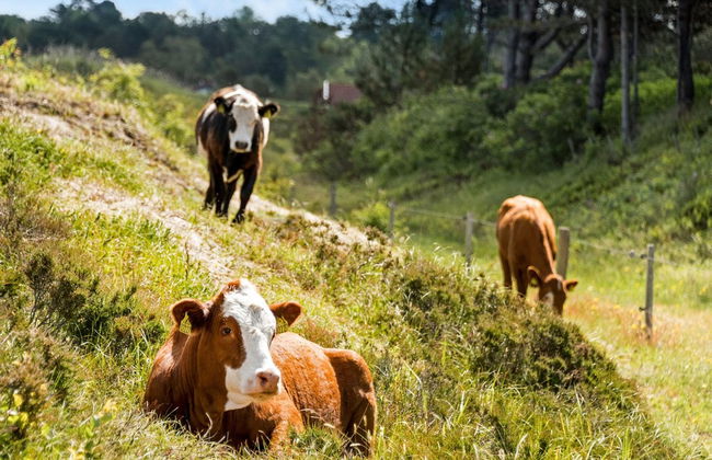 "Lisbeth" - 400m from the sea - Foto 2