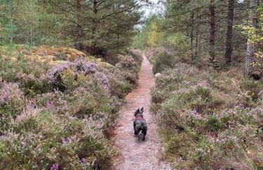 Pinto Holiday Home Oakdene Forest Park Passes Inc! - Foto 14