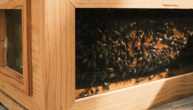 Una colmena de abejas