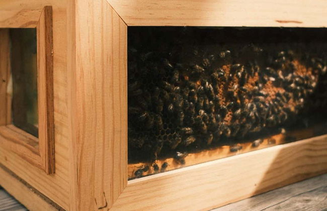 Visita a una granja de abejas con degustación de miel - Foto 4