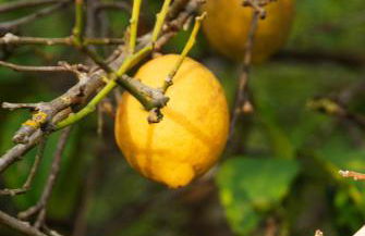 Quinta do Vale Lemontree Nest - Foto 23