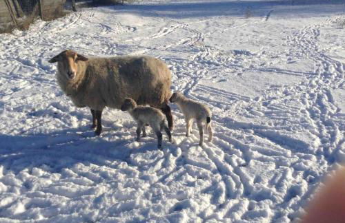 Buchbinderhof in Uckermark - Photo 7