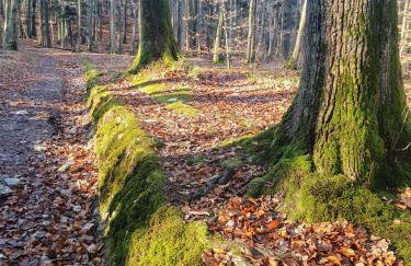 Opawski Zakątek 43 - Foto 70